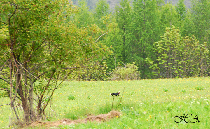PASSIONE PER IL CERVO